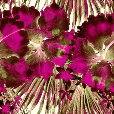 Tropikal desen. Suluboya egzotik çiçekler ve canavar yaprakları. Tertemiz siyah beyaz bitkiler. Yaz Hawaii suluboya geçmişi. Tropik palmiyeler, canavarlar, çiçek desenleri..