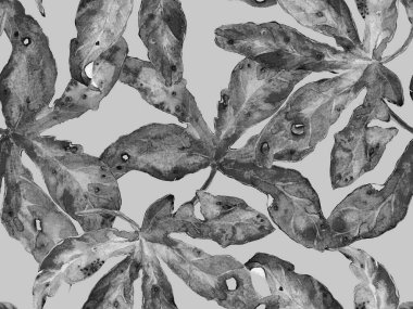 Kalın Çiçek deseni. Siyah ve Beyaz Arkaplanda Büyük Hawaii Kusursuz Parmak izi. Büyük Tropik Yaz Suluboya Granadilla Sonsuz Arkaplan. Modern Kalın Çiçek Deseni.