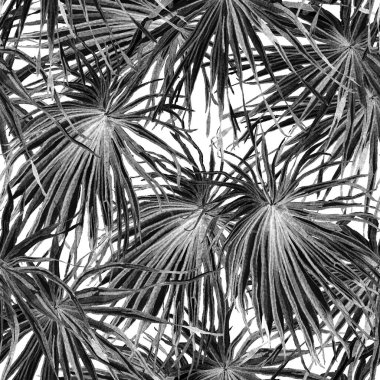 Tropikal desen. Suluboya egzotik çiçekler ve canavar yaprakları. Tertemiz siyah beyaz bitkiler. Yaz Hawaii suluboya geçmişi. Tropik palmiyeler, canavarlar, çiçek desenleri..