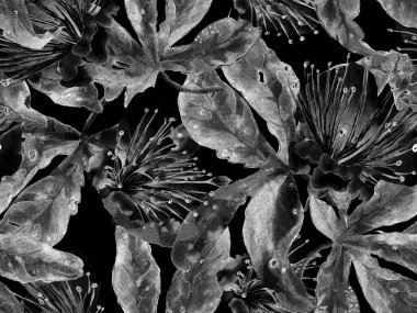 Kalın Çiçekler. Siyah ve Beyaz Arkaplanda Büyük Hawaii Kusursuz Parmak izi. Koca Orman Bahar Kova Lilikoi Sonsuz Arkaplanı. Soyut Kalın Çiçek Yazdırma. 