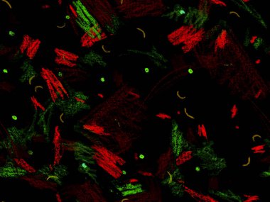 Etnik El Çekim Başlığı. Kırmızı Üzerine Şirin Büyük Modern Geometrik Desenli, Yatay Şablon İçin Pembe Arkaplan. Büyük Çağdaş Küçük Yazdırma. Geometrik El Çizim Başlığı.