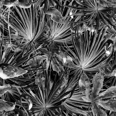 Flamingo deseni. Tropik yaz siyah beyaz baskısı. Kuşlarla dolu egzotik bahar canavarları. Moda Hawai Ormanı tekrar eden pürüzsüz fayanslar. Palm Botanik mayo tasarımı. Miami Vahşi Hayatı.