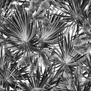 Tropikal desen. Suluboya egzotik çiçekler ve canavar yaprakları. Tertemiz siyah beyaz bitkiler. Yaz Hawaii suluboya geçmişi. Tropik palmiyeler, canavarlar, çiçek desenleri..