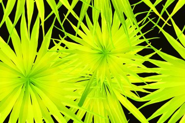 Sarı egzotik desen. Canavar yaprakları ve amber çiçekleri yaz baskısı. Hawaii tişörtü ve mayo fayansı. Yatay romantik vahşi vektör egzotik fayans. Güzel bahar botanik tasarımı.