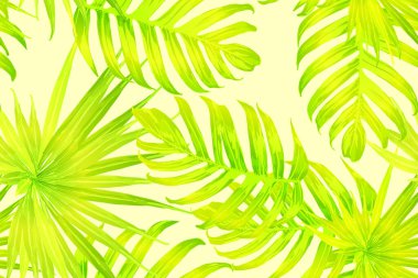 Sarı egzotik desen. Canavar yaprakları ve amber çiçekleri yaz baskısı. Doymuş büyük çiçekli mayo izi. Yatay Kaliforniya doğal doku tasarımı. Güzel bahar botanik tasarımı.