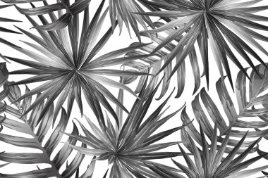 Siyah beyaz egzotik desen. Canavar ve amber çiçekleri tropik buket. Doymuş büyük çiçekli mayo izi. Yatay Kaliforniya doğal doku tasarımı. Güzel bahar botanik tasarımı.