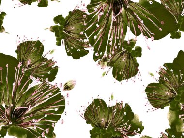 Kalın Çiçek deseni. Siyah ve Beyaz Arkaplanda Büyük Egzotik Kusursuz Parmak izi. Büyük Tropikal Bahar Suluboya Lilikoi Sonsuz Geçmişi. Modern Kalın Çiçek Deseni.