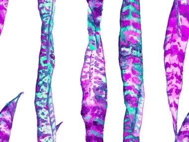 Klasik Eko Uyum. Yaz Çiçeği Arkaplanı. Botanik Ormanı Çizimi. Aqua Menthe ve Proton Mor Suluboya Tertemiz Kalıp 'ı terk ediyor. Egzotik Mayo Tasarımı. Hawaii Kova Yazdırma.