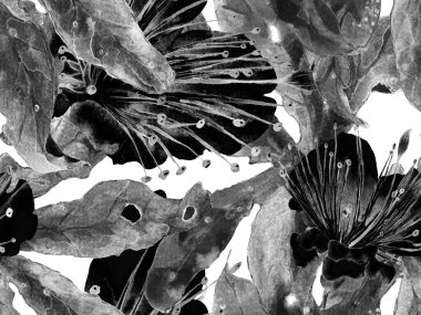 Kalın Çiçek deseni. Siyah ve Beyaz Arkaplanda Büyük Egzotik Kusursuz Parmak izi. Büyük Hawaii Bahar Sulu Tutku Meyvesi Sonsuz Arkaplan. Modern Kalın Çiçek Deseni.