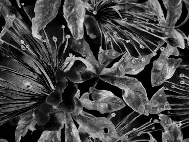 Bold Floral Print. Siyah ve Beyaz Arkaplanda Büyük Egzotik Kusursuz Parmak izi. Büyük Hawaii Bahar Aquarelle Granadilla Sonsuz Arkaplan. Moda Kalın Çiçek Yazdırma.