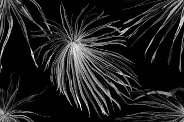 Palmiye yapraklarının eğlenceli dokusu. Siyah ve Beyaz Tropikal Kusursuz Düzen. Etnik Aloha İlişkisi. Egzotik Bikini Özgeçmişi. Suluboya Yatay Tropik Tasarım. Palm Geometric Mayo Kalıbı.