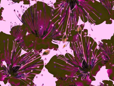 Kalın Çiçek deseni. Kızıl Arkaplanda Büyük Hawaii Kusursuz Parmak İzi. Büyük Hawaii Bahar Aquarelle Maracuya Sonsuz Arkaplanı. Kalın Çiçek Tasarımı.