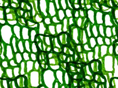 Timsah Kusursuz Şablon. Yeşil ve Aqua Menthe Hand Timsah desenli. Afrika Hayvan Deri Çizimi. Yırtıcı Hayvan Derisi İzi. Ejderha Derisi Taklidi. Timsah Kapanış Arkaplanı.