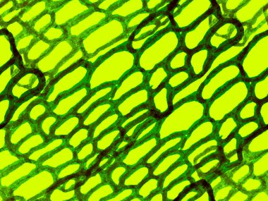 Timsah Kapanış Arkaplanı. Green ve Aqua Menthe Africa Hayvan Derisi İllüstrasyonu. Timsah Kusursuz Şablon. Yırtıcı Hayvan Derisi İzi. Ejderha Derisi Taklidi. El çizimi timsah deseni.