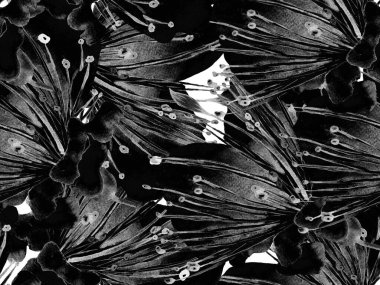 Çiçek desenli moda. Siyah ve Beyaz Arkaplanda Büyük Orman Kusursuz Parmak izi. Büyük Hawaii Baharı. Sonu gelmez Tutku Meyvesi. Rastgele Çiçek Deseni.