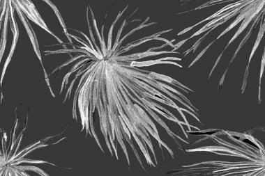 Tropikal Kusursuz Desen. Palmiye yapraklarının eğlenceli dokusu. Suluboya Yatay Tropik Tasarım. Palm Geometric Mayo desenli. Siyah ve Beyaz Etnik Aloha İlişkisi. Egzotik Yaprak Bikini Arkaplanı. 