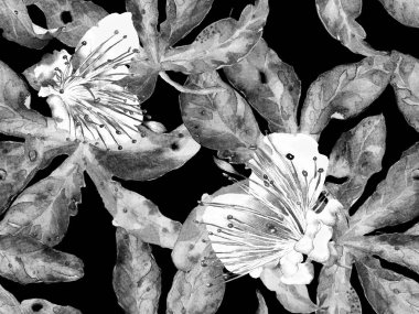 Kalın Çiçek deseni. Siyah ve Beyaz Arkaplanda Büyük Tropikal Kusursuz Parmak izi. Büyük Hawaii Baharı Maracuja Sonsuz Arkaplanı. Kalın Çiçek Tasarımı.