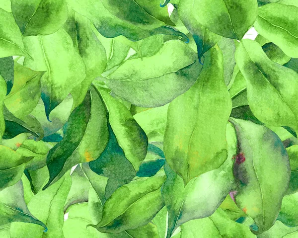 Schefflera Arboricola Naadloos Patroon Schefflera Actinophylla Hayata Herhaalde Ornament Evergreen — Stockfoto