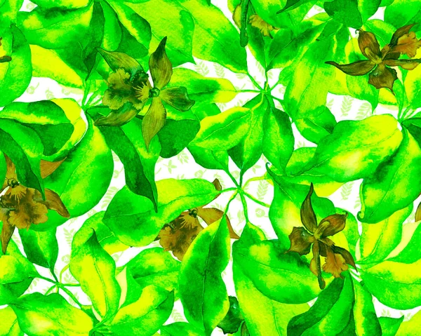 Schefflera Arboricola Seamless Pattern Impresión Acuarela Botánica Schefflera Actinophylla Hayata — Foto de Stock