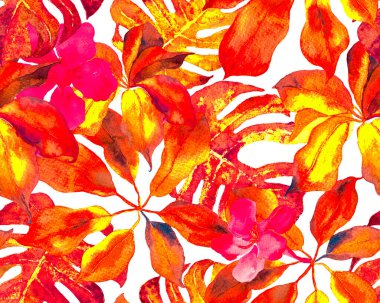 Schefflera Arboricola Kusursuz Düzen. Evergreen Variegated Walisongo Bitkisi ve Egzotik Çiçekler. Kırmızı botanik suluboya baskısı. Schefflera Aktinophylla Hayata Tekrarlanan Süs