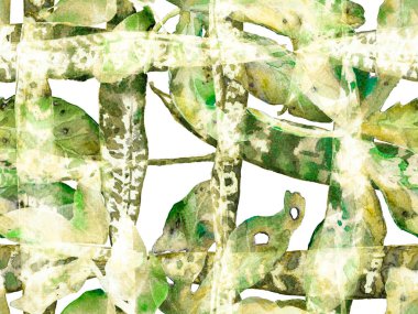 Suluboya kusursuz desen bırakır. Yeşil ve Gri Egzotik Mayo Tasarımı. Hawaii Kova Parmak izi. Klasik Eko Uyum. Yaz Çiçeği Arkaplanı. Botanik Ormanı Çizimi.