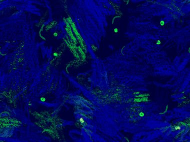 Etnik El Çekim Başlığı. Sevimli Büyük Moda Geometrik Desen Mavi, Yatay Şablon İndigo Arkaplanı. Büyük Moda Asgari Baskı. Geometrik El Çizim Başlığı.