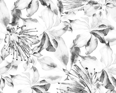 Schefflera Arboricola Kusursuz Düzen. Tek renkli ve gri tonlu botanik suluboya baskı. Schefflera Aktinophylla Hayata Tekrarlanan Süs Evergreen Egzotik Çiçekli Walisongo Bitkisi.