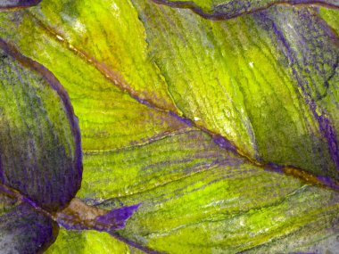 Suluboya Yapraksız Kalıp. Suluboya Çiçek Geçmişi. Tropik Yaz İlişkileri. Klasik Mavi ve Yeşil Egzotik Hawaii Tasarımı. Döşeme dokusu. Tropikal Yapraklı Mayo İzi.