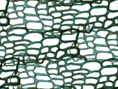 Timsah Kapanış Arkaplanı. El çizimi timsah deseni. Yeşil ve Aqua Menthe yırtıcı hayvan derisi baskısı. Ejderha Derisi Taklidi. Timsah Kusursuz Şablon. Afrika Hayvan Deri Çizimi.