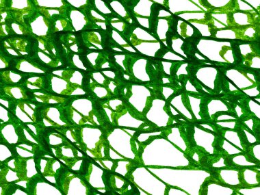 Timsah Kusursuz Şablon. Afrika Hayvan Deri Çizimi. Yırtıcı Hayvan Derisi İzi. Ejderha Derisi Taklidi. El çizimi timsah deseni. Timsah Kapanış Arkaplanı. Yeşil ve Su Mentonu