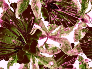 Kalın Çiçek deseni. Kahverengi Arkaplan 'da Büyük Egzotik Kusursuz Parmak izi. Büyük Tropikal Bahar Suluboya Tutku meyvesi Sonsuz Arkaplan. Kalın Çiçek Tasarımı.