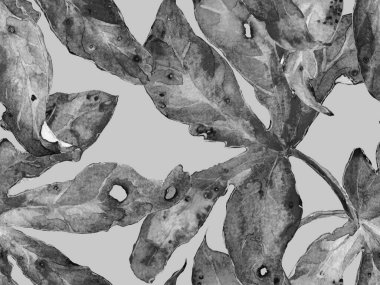 Kalın Çiçek deseni. Siyah ve Beyaz Arkaplanda Büyük Ormansız Parmak izi. Büyük Egzotik Yaz Sulu Tutku Meyvesi Sonsuz Arkaplan. Kalın Çiçek Tasarımı.