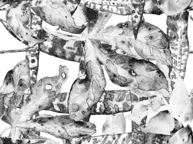 Egzotik Mayo Tasarımı. Hawaii Kova Parmak izi. Klasik Eko Uyum. Suluboya kusursuz desen bırakır. Yaz Çiçeği Arkaplanı. Botanik Ormanı Çizimi. Monokrom ve Gri Pul