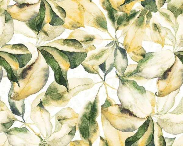 Schefflera Arboricola Seamless Pattern Evergreen Variegated Walisongo Plant Exotic Flowers — Stock Photo, Image