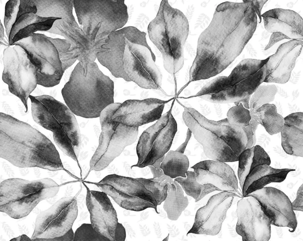 Schefflera Arboricola Seamless Pattern Evergreen Variegated Walisongo Plant Exotic Flowers — Stock Photo, Image