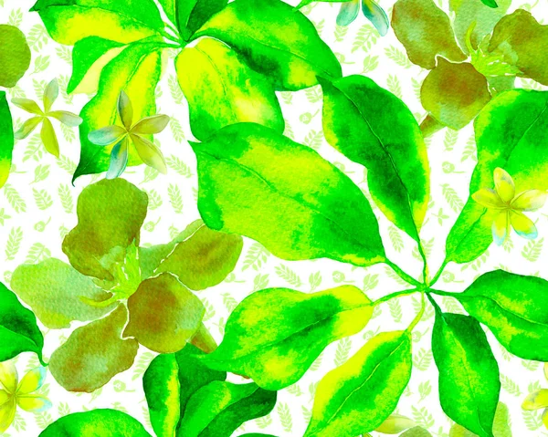 Schefflera Arboricola无缝隙图案 植物水彩印刷 具有异型花的常绿异型万寿菊属植物 绿茶沙夫莱拉海耶塔复古装饰品 — 图库照片