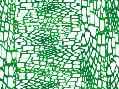 Afrika Deri Çizimi. El çizimi timsah deseni. Yırtıcı Hayvan Derisi İzi. Ejderha Derisi Taklidi. Yeşil ve Aqua Menthe timsah desensiz. Timsah Kapanış Arkaplanı.