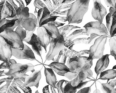 Schefflera Arboricola Kusursuz Düzen. Schefflera Actinophylla Hayata Tekrarlanan Süs Evergreen Egzotik Çiçekli Walisongo Bitkisi. Botanik Suluboya Yazdırma. Monokrom ve Gri Pul