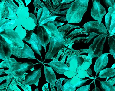 Schefflera Arboricola Kusursuz Düzen. Mavi ve İndigo Botanik Suluboya Baskı. Schefflera Aktinophylla Hayata Tekrarlanan Süs Evergreen Egzotik Çiçekli Walisongo Bitkisi.