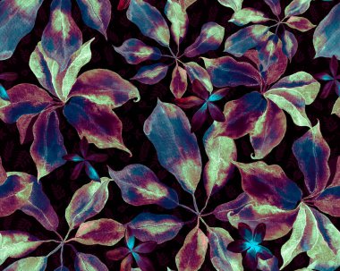 Schefflera Arboricola Kusursuz Düzen. Tidewater Green ve Blue Schefflera Actinophylla Hayata Egzotik Çiçeklerle Tekrarlanan Süslü Evergreen Varyete Walisongo Bitkisi. Botanik Suluboya Yazdırma.