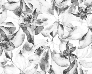 Schefflera Arboricola Kusursuz Düzen. Tek renkli ve gri pullu Schefflera Aktinophylla Hayata Tekrarlanan Süslü Botanik Suluboya Yazısı. Evergreen Egzotik Çiçekli Walisongo Bitkisi.