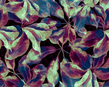 Schefflera Arboricola Kusursuz Düzen. Evergreen Variegated Walisongo Bitkisi ve Egzotik Çiçekler. Schefflera Aktinophylla Hayata Tekrarlanan Süslü Botanik Suluboya Yazısı. Tidewater Yeşil ve Mavi