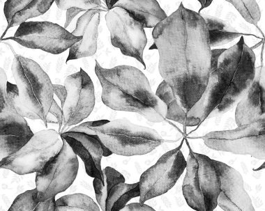 Schefflera Arboricola Kusursuz Düzen. Evergreen Variegated Walisongo Bitkisi ve Egzotik Çiçekler. Tek renkli ve Gri pullu Schefflera Aktinophylla Hayata Tekrarlanan Süslü Botanik Suluboya Yazdırma.
