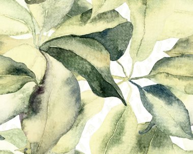 Schefflera Arboricola Kusursuz Düzen. Green ve Teal Schefflera Aktinophylla Hayata, Egzotik Çiçeklerle Tekrarlanan Evergreen Variegated Walisongo Bitkisi. Botanik Suluboya Yazdırma.