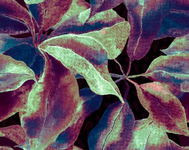 Schefflera Arboricola Kusursuz Düzen. Schefflera Actinophylla Hayata Tekrarlanan Süs Evergreen Egzotik Çiçekli Walisongo Bitkisi. Botanik Suluboya Yazdırma. Tidewater Yeşil ve Mavi