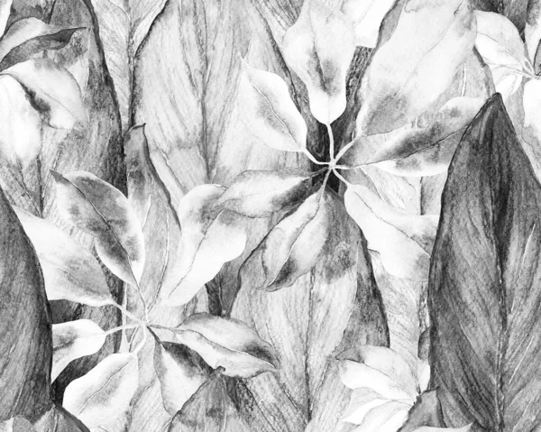Schefflera Arboricola Seamless Pattern Monochrome Greyscale Botanical Watercolor Print Schefflera — стокове фото