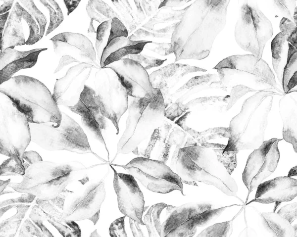 Schefflera Arboricolaシームレスなパターン 常緑多肉植物エキゾチックな花を持つワライゾン植物 モノクロームとグレースケール植物水彩プリント Schefflera Actinophylla Hayata繰り返されるオーナメント — ストック写真
