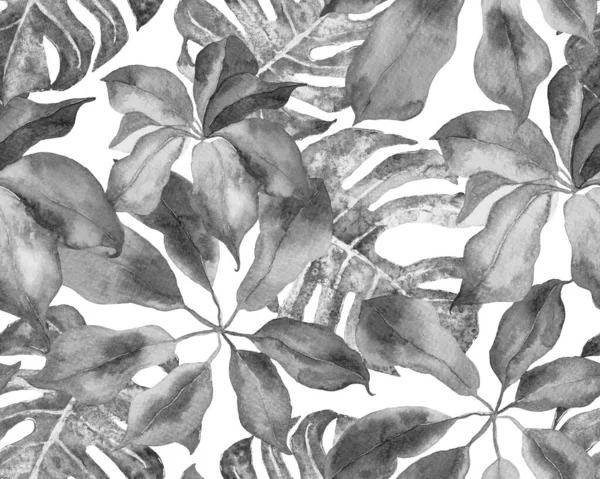Schefflera Arboricola无缝隙图案 具有异型花的常绿异型万寿菊属植物 谢夫莱拉 哈亚塔 Schefflera Actinophylla Hayata 重复装饰单色和灰度植物水彩印刷 — 图库照片