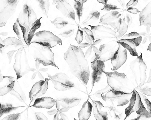 Schefflera Arboricola Naadloos Patroon Schefflera Actinophylla Hayata Repeated Ornament Monochrome — Stockfoto