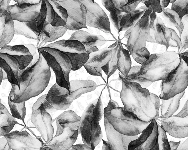 Schefflera Arboricola Seamless Pattern Evergreen Variegated Walisongo Plant Exotic Flowers — 스톡 사진